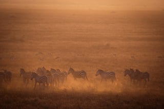 See the Great Migration